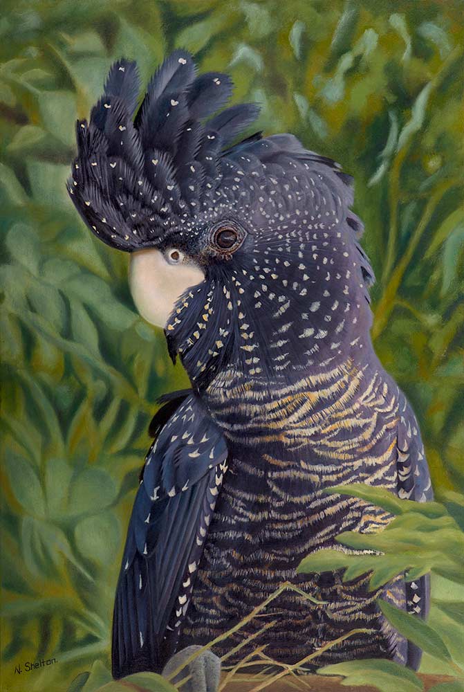 'Nelly' - Shelton's oil painting of an Australian Red-tailed Black Cockatoo (61x91cm)