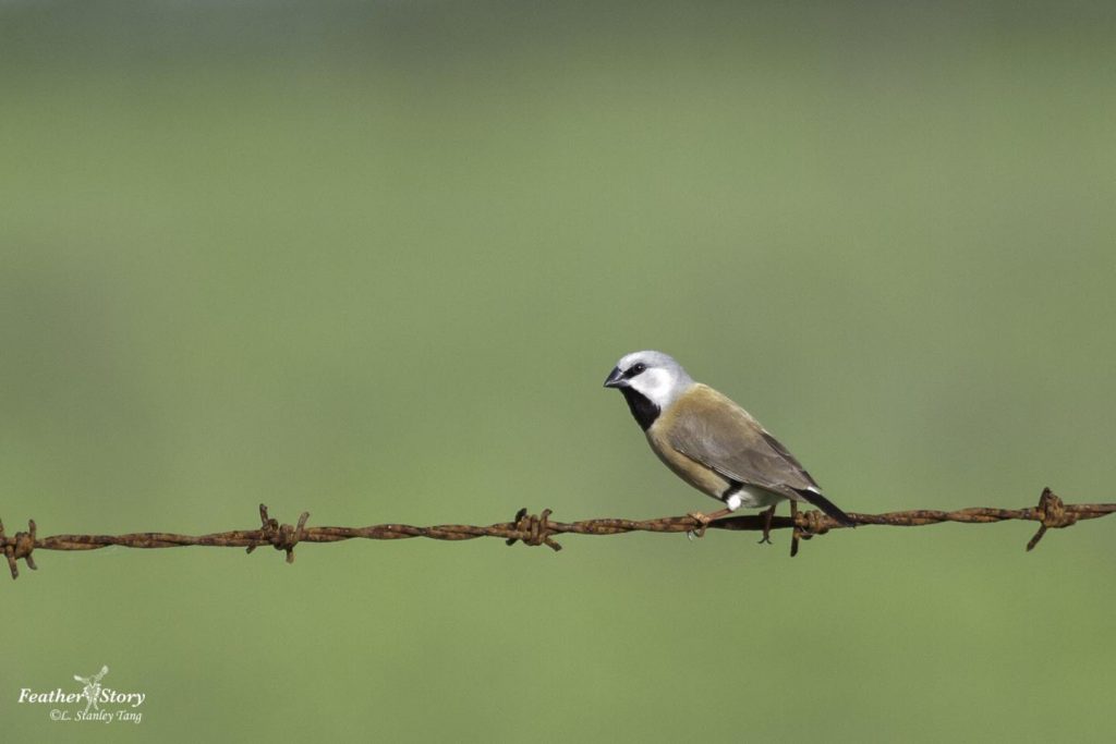 The Southern Black-throated Finch is at risk of extinction because environmental legislation is failing to protect its habitat (photo credit: Stanley Tang)
