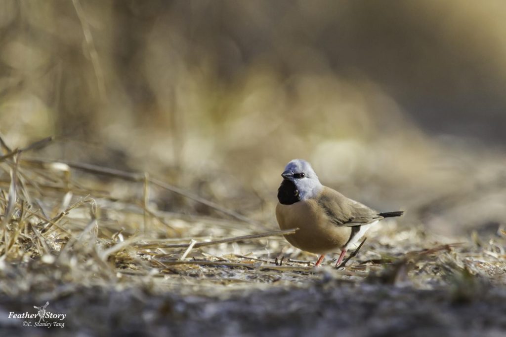 The rest of the Southern Black-throated Finch's remaining habitat is now under threat (Photo credit: Stanley Tang)
