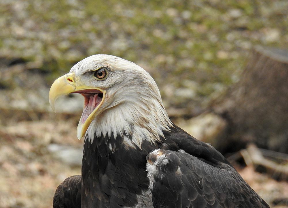Unlike humans, birds can perceive ultraviolet light