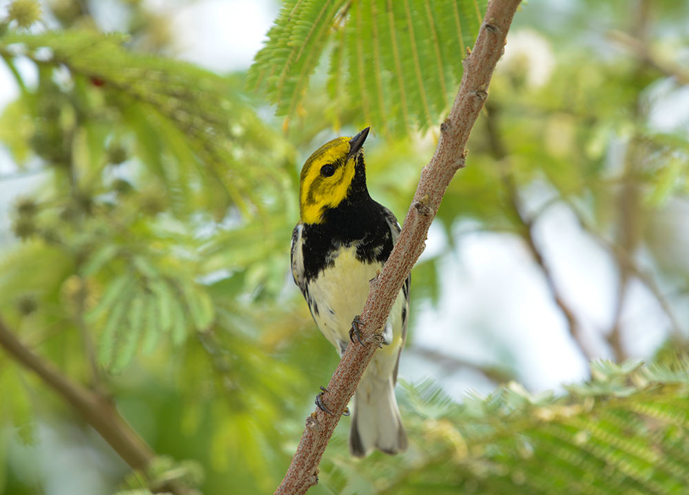 Headed for northern latitudes, the Black-throated Green Warbler will pass through the Gulf of Mexico in late April and early May. Photo credit: Kyle Horton/Cornell Lab of Ornithology
