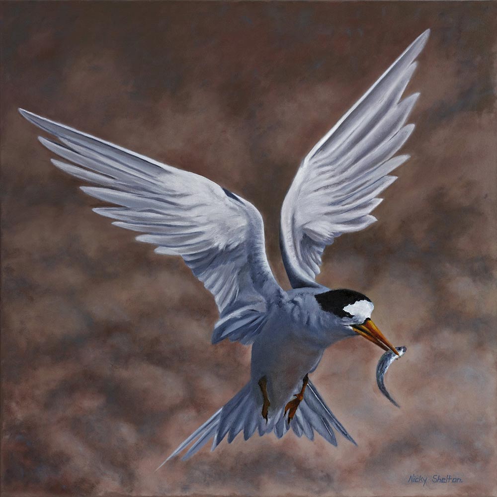 'Born to Fish' - Fairy Tern oil painting by Nicky Shelton