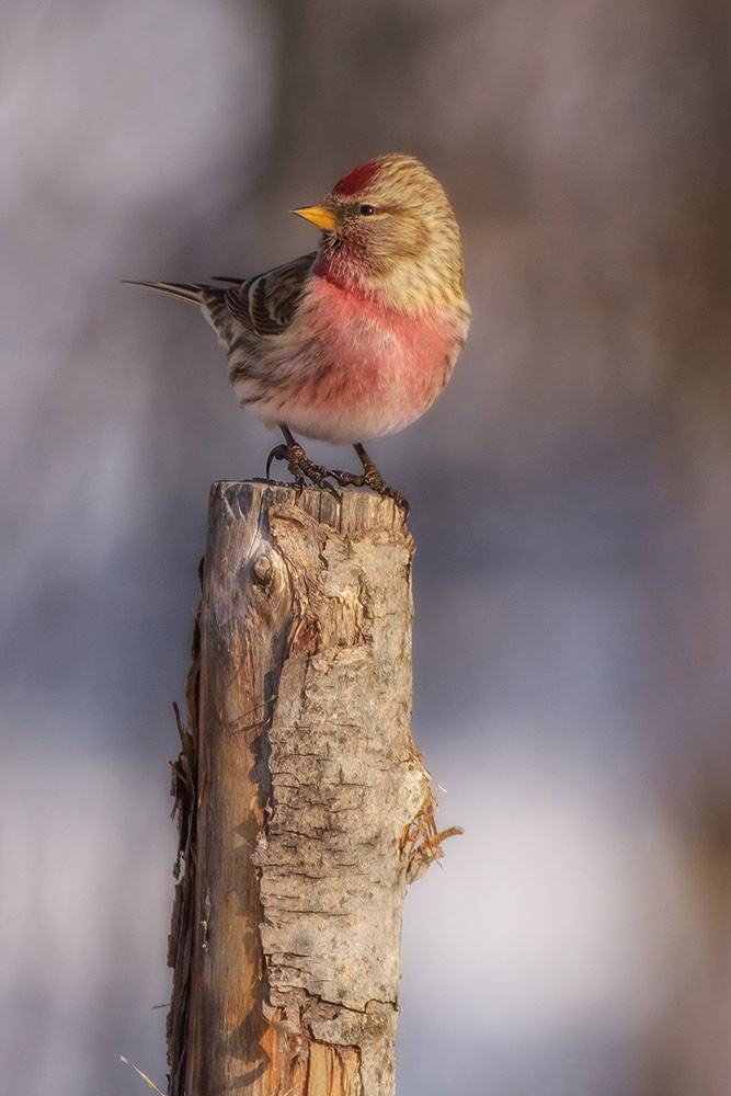 Common Redpoll by GBBC participant Kathleen Payne, Minnesota