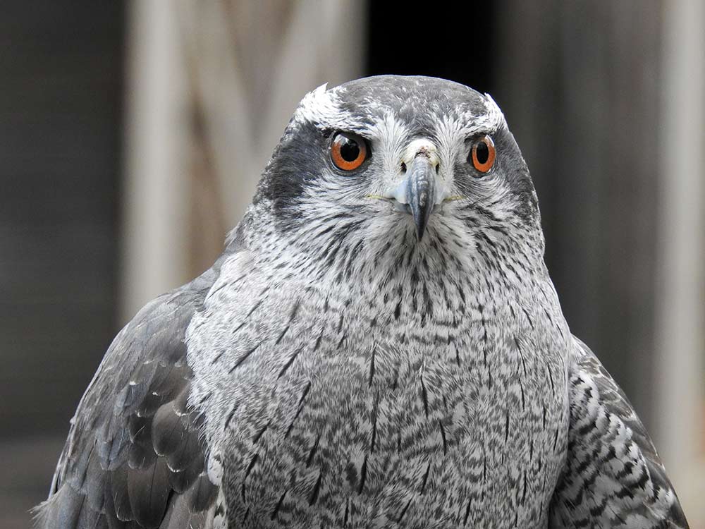 Northern Goshawks are the largest of the three North American accipiters