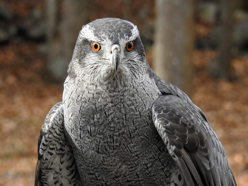 Goshawks are revered as symbols of strength