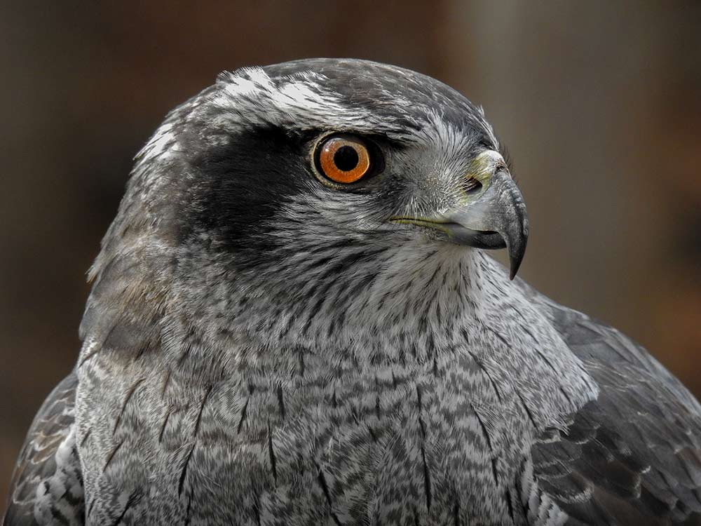Adult goshawks are dark slate gray above with pale gray barred underparts