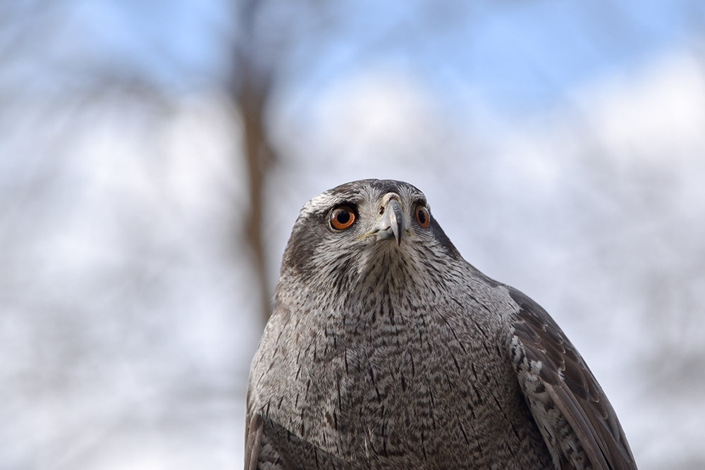 The Ultimate Forest Raptor Intobirds