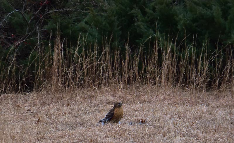 Red-shouldered Hawk enjoying a meal in the adjoining field