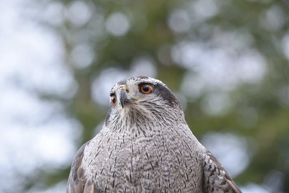 Goshawks are not found in your backyard and are uninterested in bird feeders