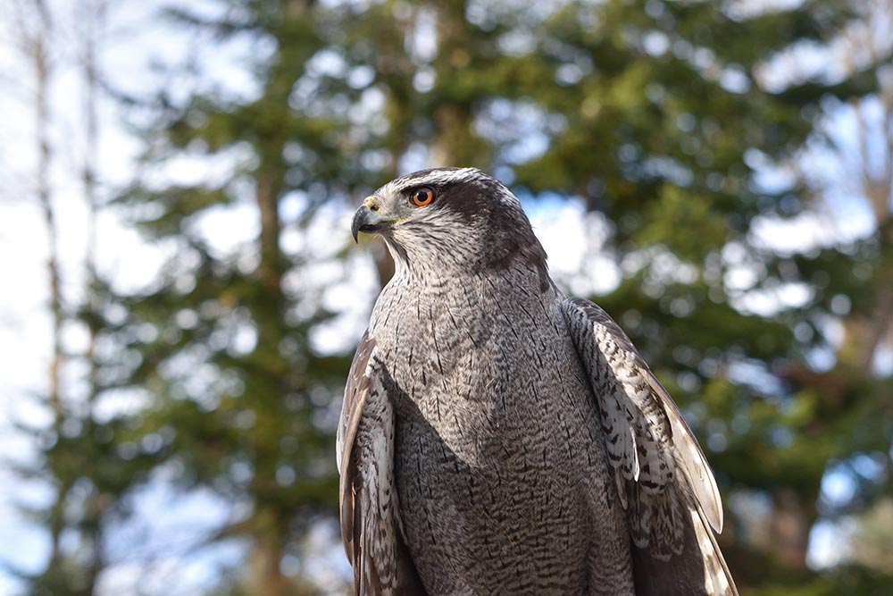 Goshawks are hard to find because of their forest habitat