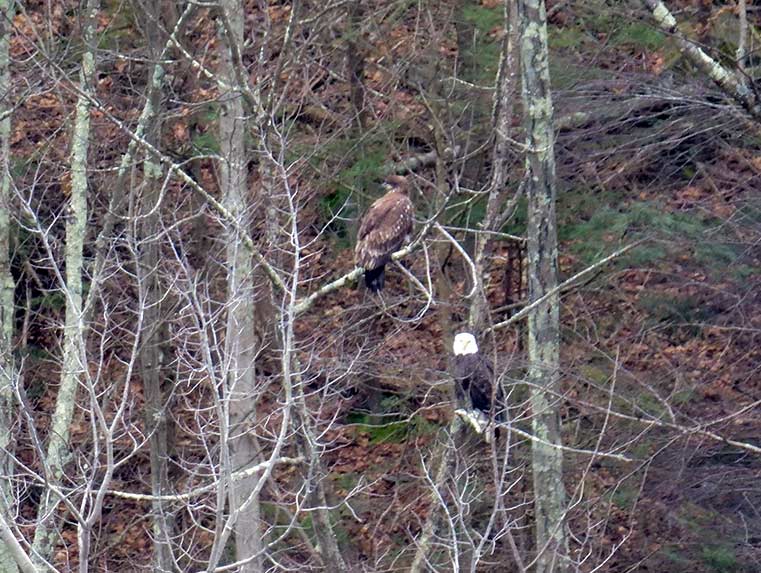 Juvenile Bald Eagle (top) with adult Bald Eagle (bottom)