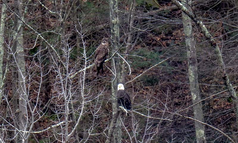 View outside the blind overlooking the river. juvenile Bald Eagle (top) perching with an adult Bald Eagle (bottom)