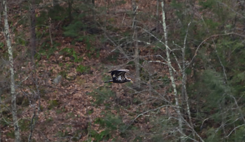 Juvenile Bald Bald Eagle flying across the Housatonic River