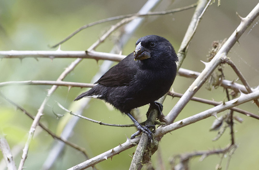Galapagos Finch's bite force is only 70 newtons, but its body mass is just about 1 ounce (33 grams)