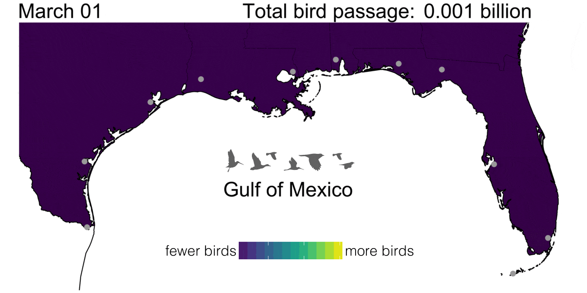 Bird migration intensity as quantified from 11 weather surveillance radars, March through May, from 1995 to 2015 along the Gulf of Mexico from Brownsville, Texas, to Key West, Florida. Animation by Kyle Horton.