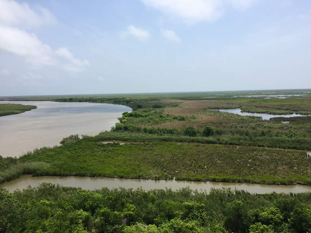 2.1 billion birds cross the length the Gulf Coast each spring heading north to their breeding grounds. Photo credit: Kyle Horton/Cornell Lab of Ornithology