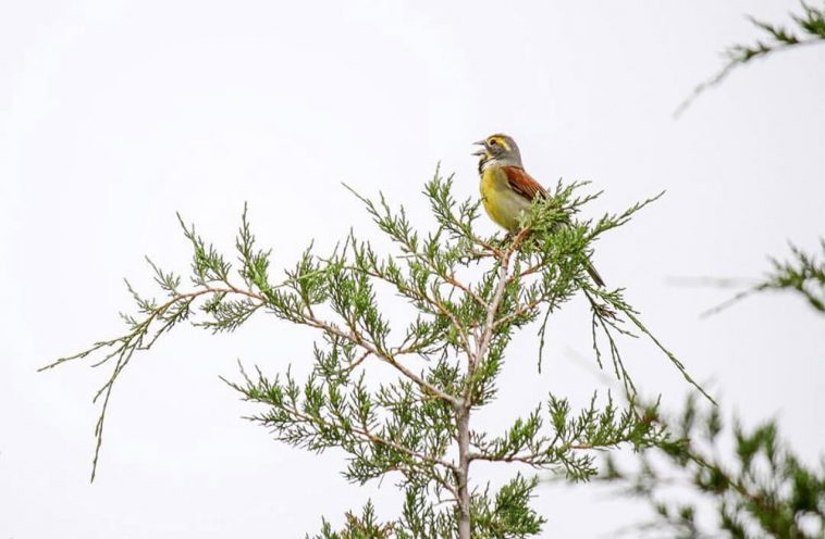 Richard the Dickcissel in Greensboro, North Carolina captured by @t_pegg.photography who can’t wait to see Richard again this spring