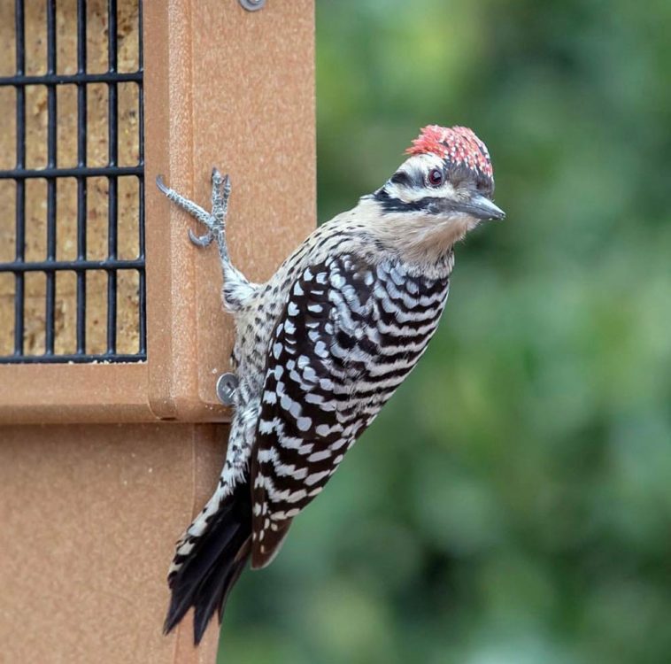 Beautiful Ladder-backed Woodpecker in Tucson, Arizona captured by the lense of @mickthompson2