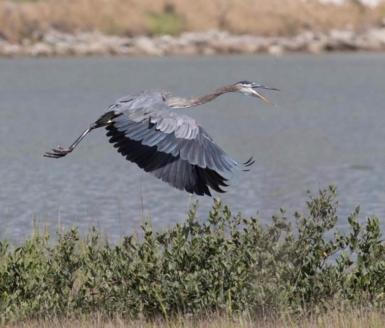 Great Blue Heron angrily chases after the egret that stole his lunch in Corpus Christi, Texas captured by @da.rios