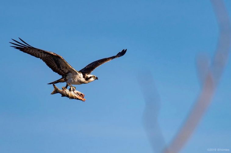 Osprey in flight with its take out order in Bolsa Chica Ecological Reserve in Orange County, California captured by @hiimles