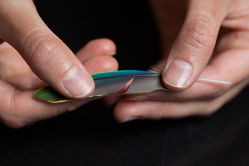 Feathers have a “magical” zipping mechanism that pulls itself back together