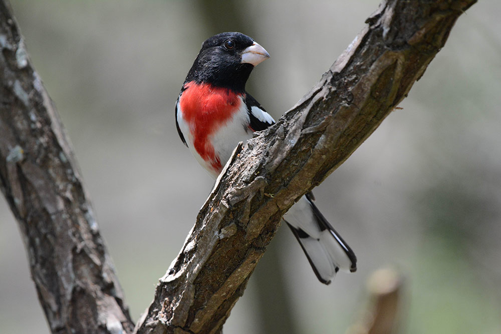 Songbirds, like this Rose-breasted Grosbeak, use stars to navigate under the cover of darkness. Photo credit: Kyle Horton/Cornell Lab of Ornithology