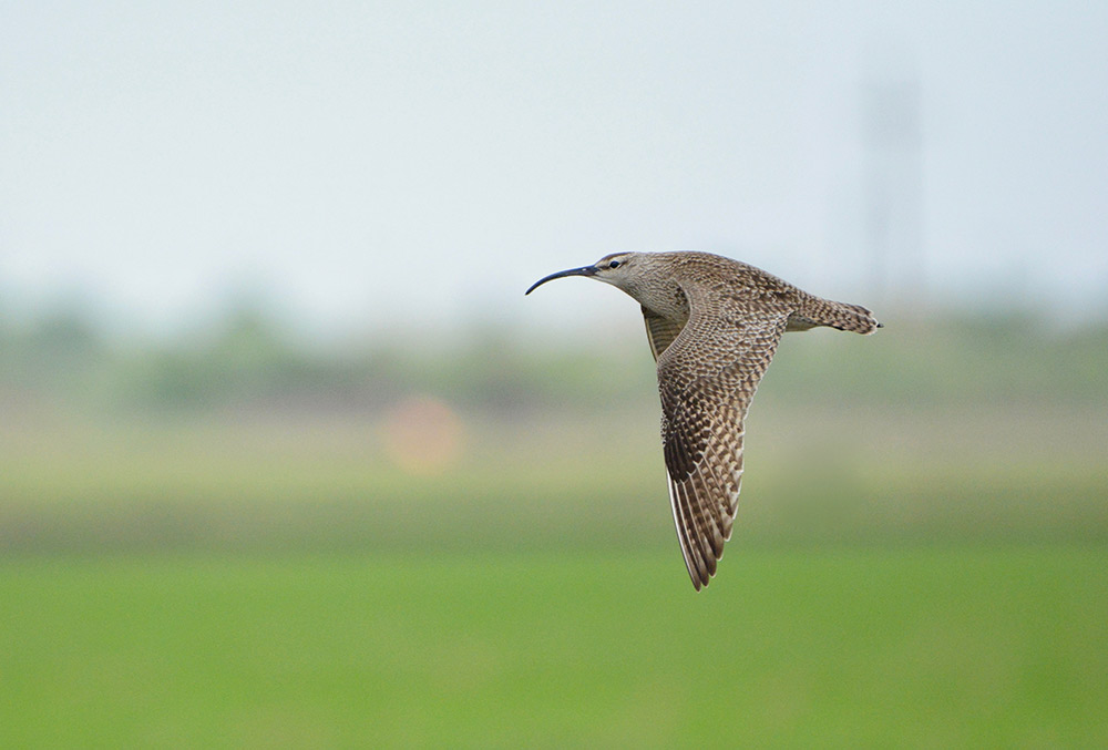 The Whimbrel is one of the many species of birds that migrate over the Gulf Coast during spring. Photo credit: Kyle Horton/Cornell Lab of Ornithology