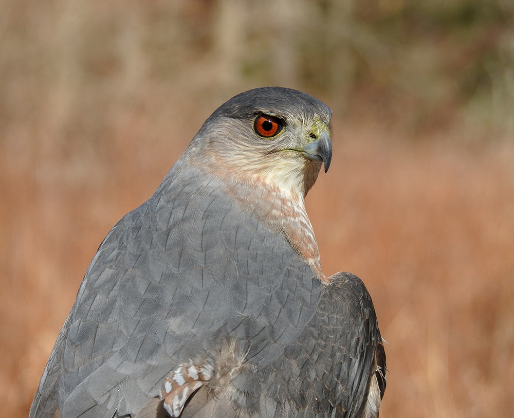 What the World Looks Like to Birds - intoBirds