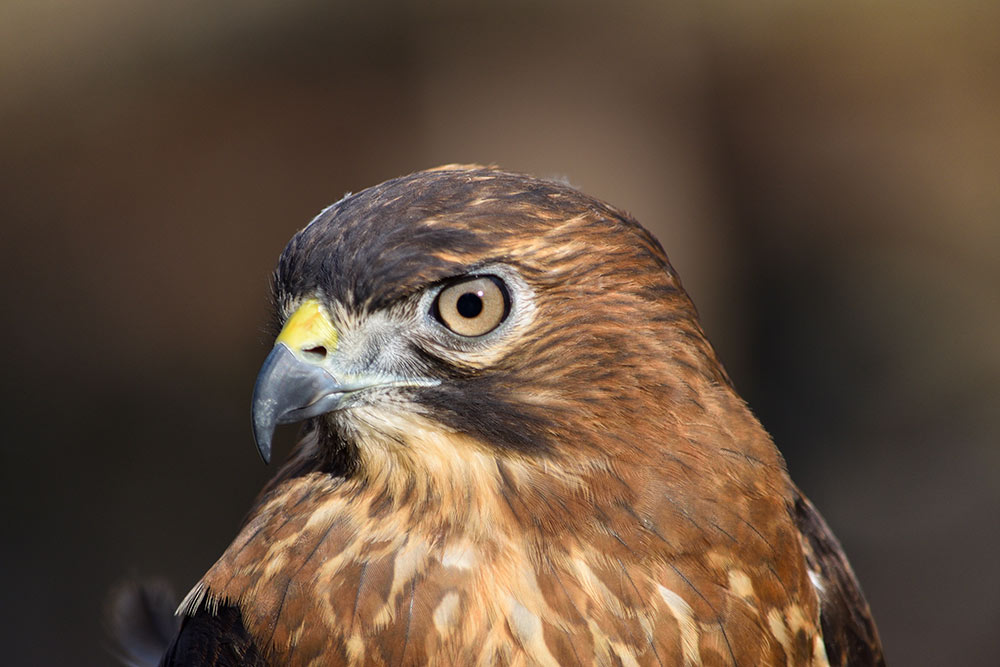 Broad-winged Hawk's color vision help them hunt small animals from perches underneath the forest canopy