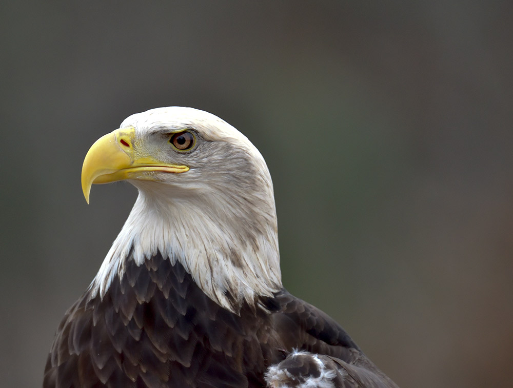 Aurora is a beautiful an adult bald eagle and permanent resident at Christine's Critters