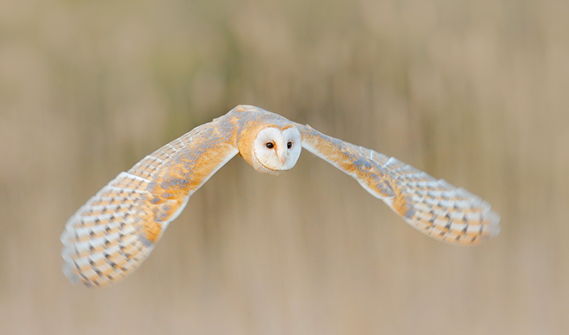 The beautiful Barn Owl is one of the most widespread of all landbirds, found on six continents and many islands