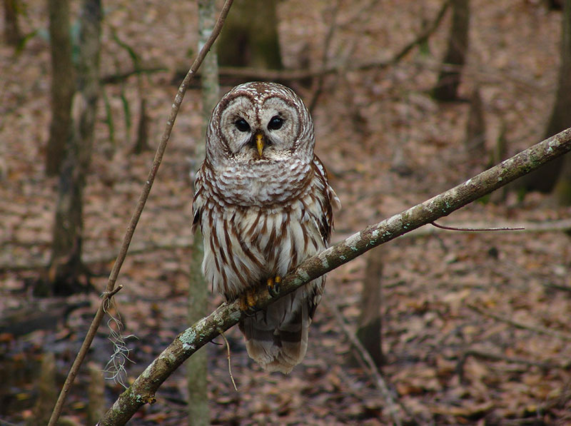 The Barred Owl is a non-migratory bird and lives a sedentary life. In its lifetime, it may move a maximum of 6 miles from its original location