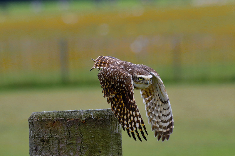 Burrowing owls can be found in grasslands, rangelands, agricultural areas, deserts, or any other open dry area with low vegetation
