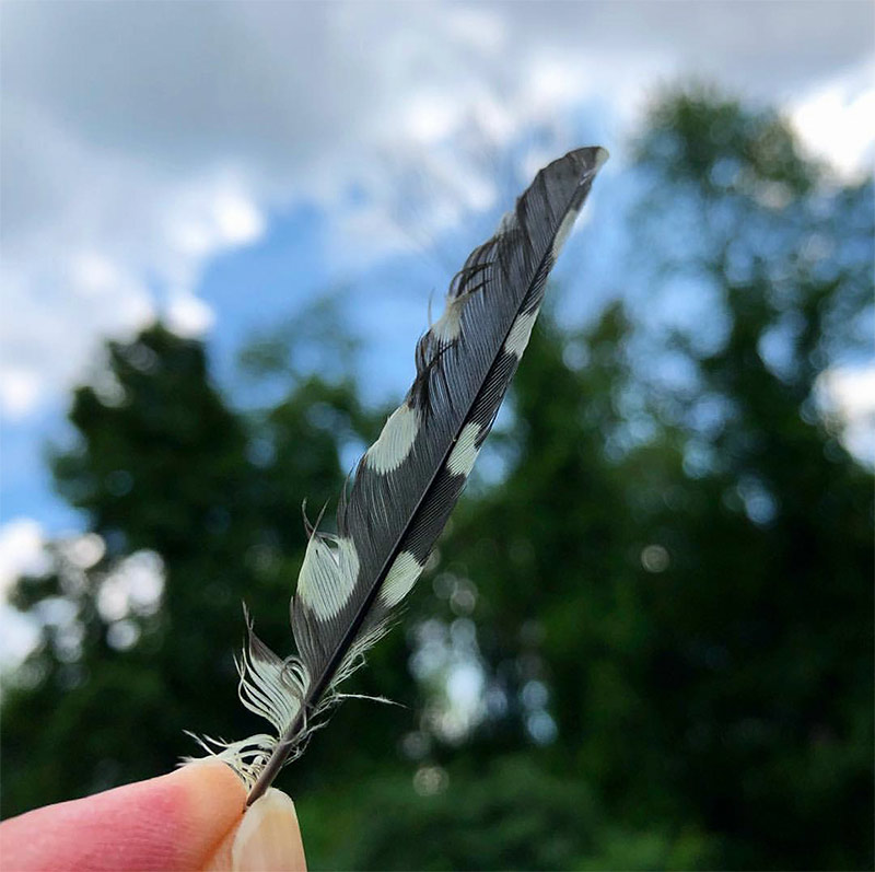 The structures zipping together the barbs in bird feathers could provide a model for new adhesives and new aerospace materials (Downy Woodpecker Feather)