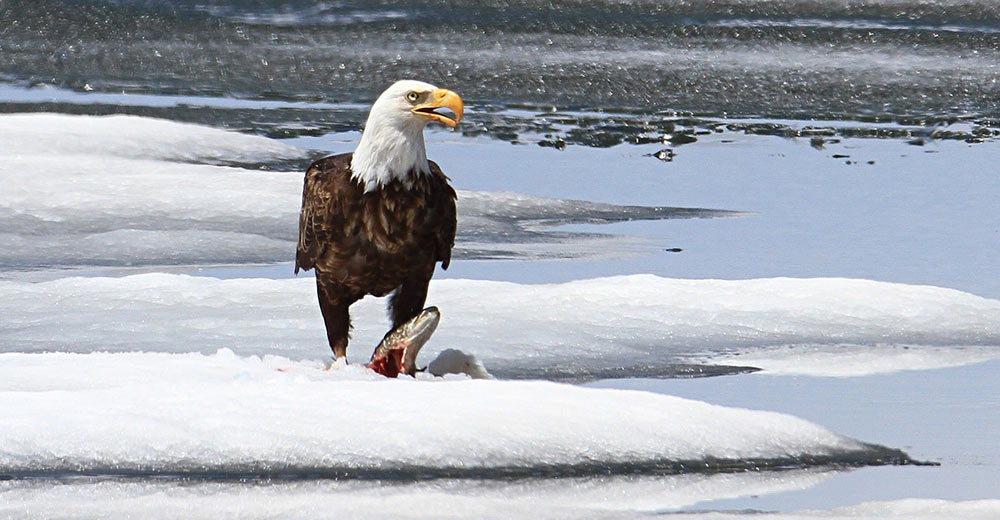 Bald Eagle enjoying its sushi meal