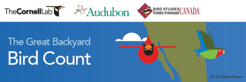 The 22nd Great Backyard Bird Count (GBBC) takes place Friday, February 15 through Monday, February 18