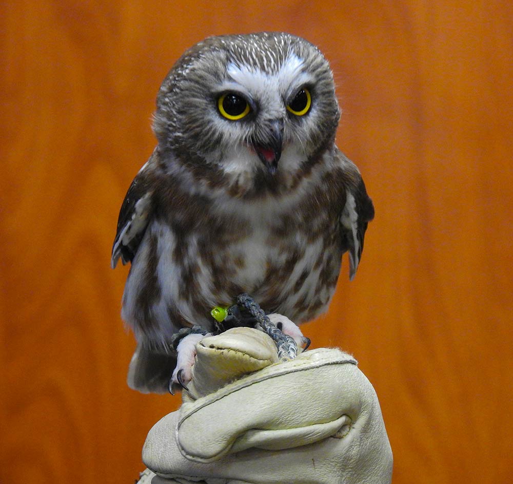 The Northern Saw-whet Owl is a tiny owl with a catlike face, oversized head, and bright yellow eyes. Pictured is Mr. Higgins from Christine’s Critters in Weston, CT. What he doesn’t have in size he makes up for in attitude.