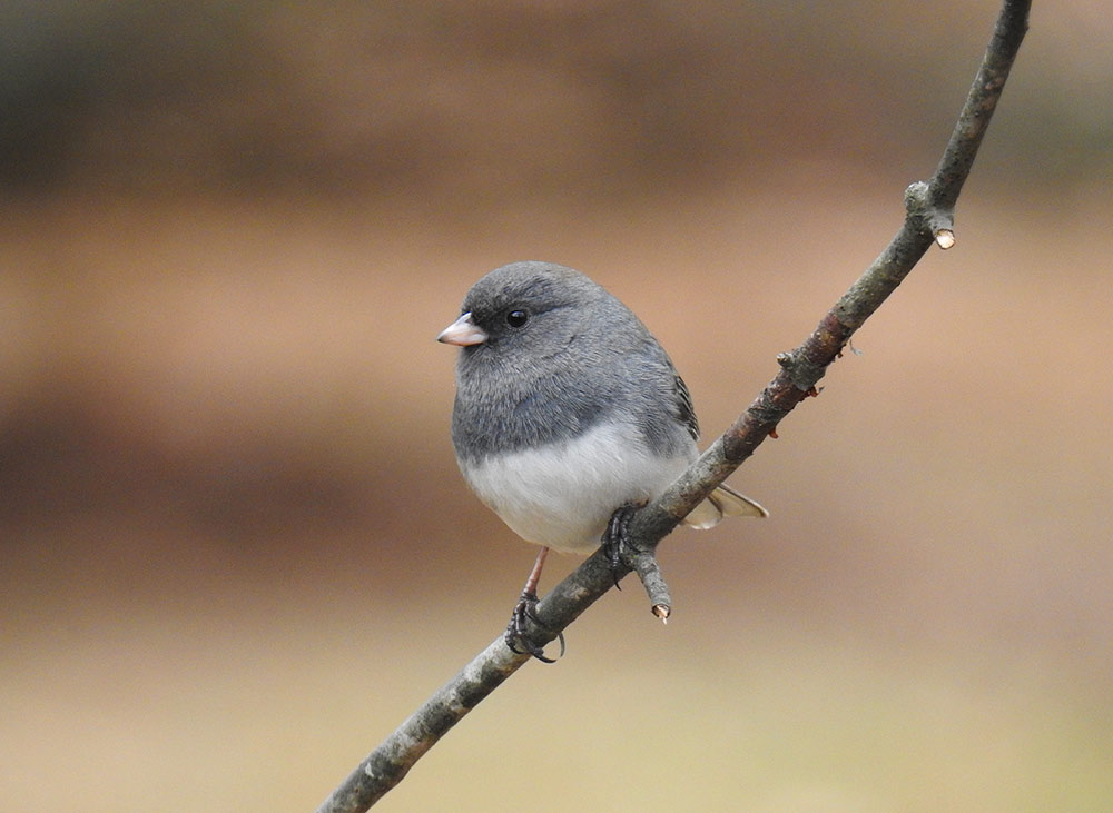 Juncos are Delightful Backyard Snowbirds | intoBirds