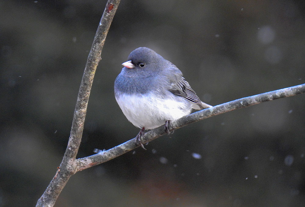 Juncos are Delightful Backyard Snowbirds - intoBirds