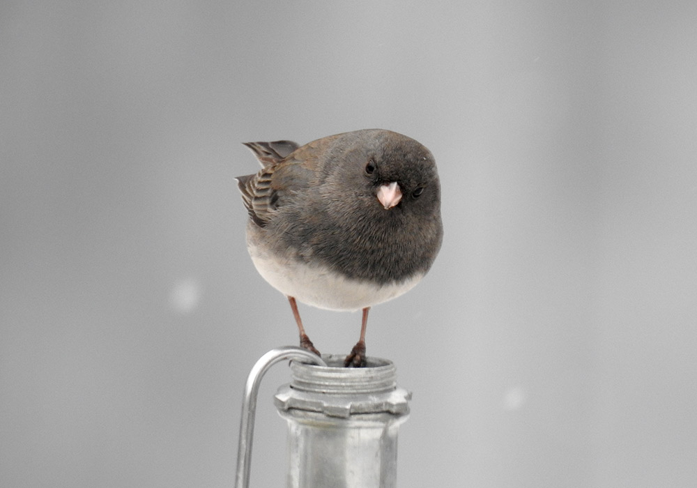 Dark-eyed Juncos suddenly appear in your backyard when it snows