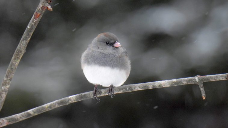 Juncos are Delightful Backyard Snowbirds
