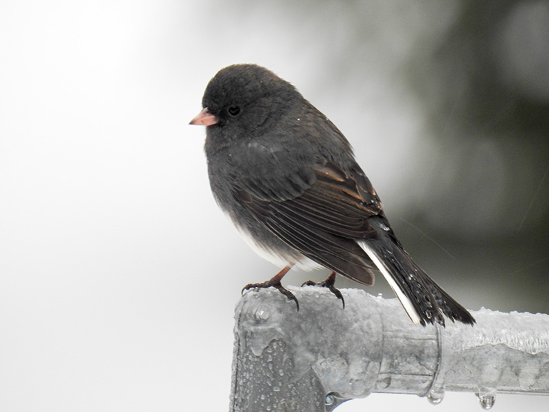 Juncos are Delightful Backyard Snowbirds | intoBirds