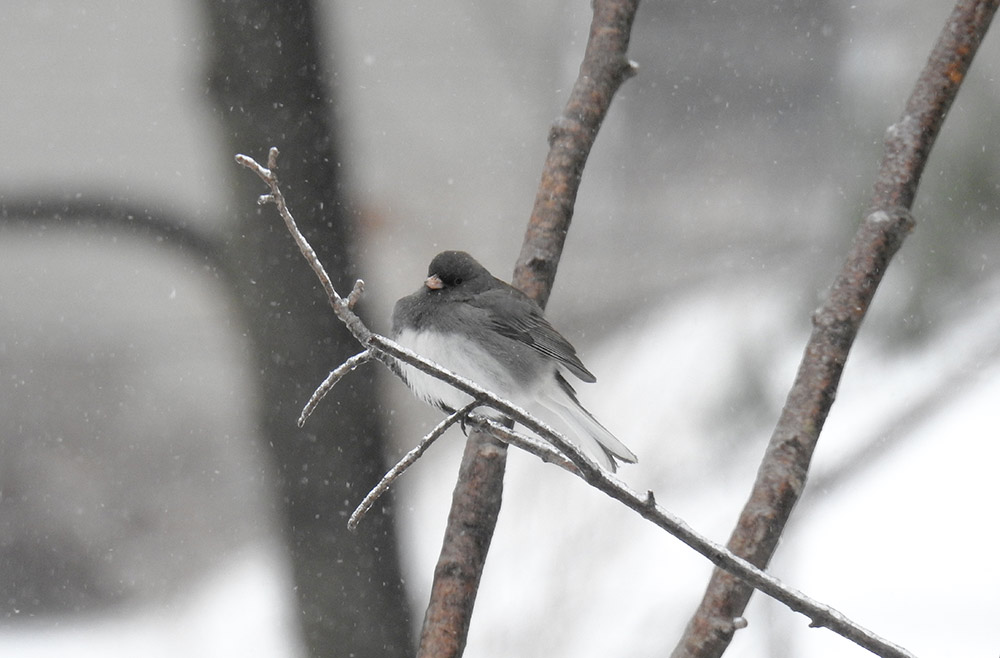 Snow seems to bring out the juncos and they look beautiful in it