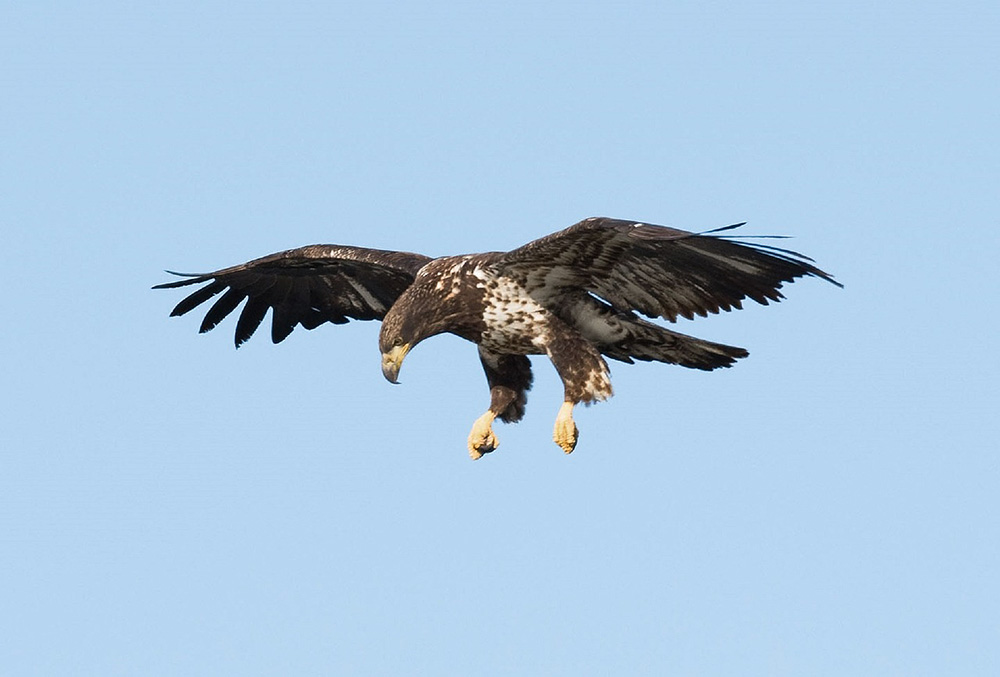 Juvenile Bald Eagle comes in for a landing