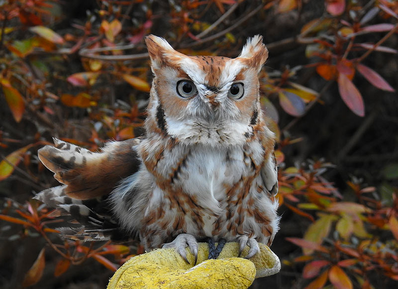 Pictured is Magma, a beautiful red morph Eastern Screen Owl and she weighs around weighs around 5.8 ounces which is he equivalent to ½ a can of soda