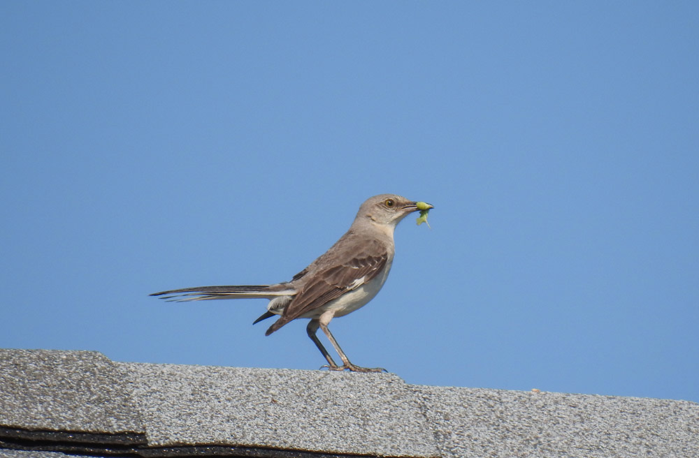 Mockingbirds exposed to lead in urban areas display significantly heightened aggression