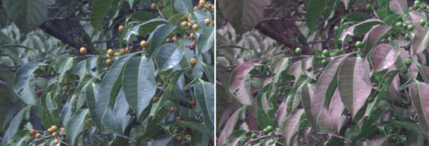 Images taken with and without the specially designed camera (Photo: Cynthia Tedore)