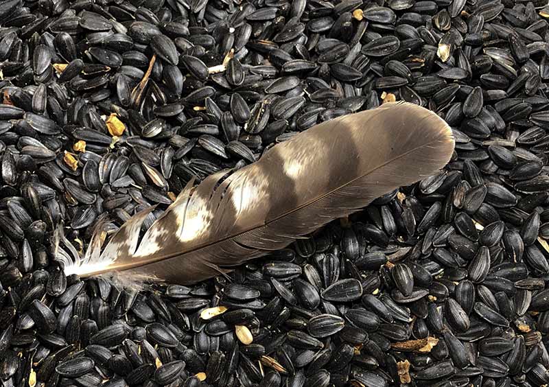 "Magical” zipping mechanism in feathers can provide a model for new adhesives and new aerospace materials (Red-tailed Hawk Feather)