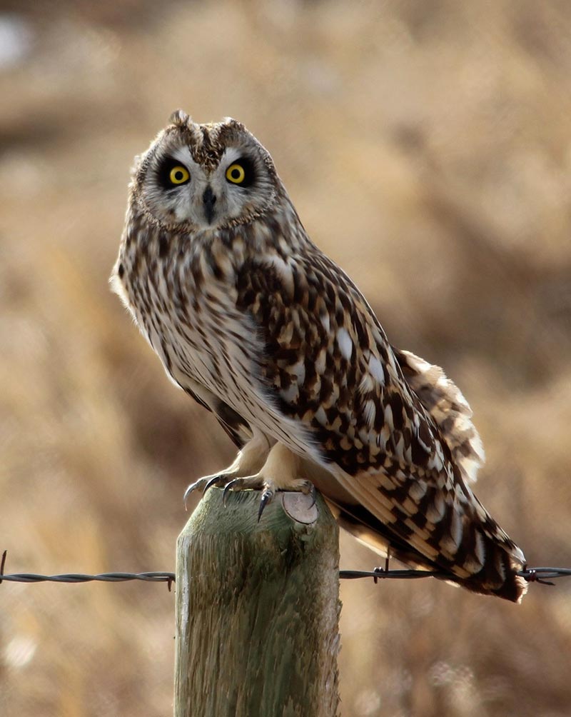The Short-eared owl lives in open terrain, such as prairies and marshes. It hunts by flying low over the fields, with buoyant, floppy wingbeats, looking like a giant moth