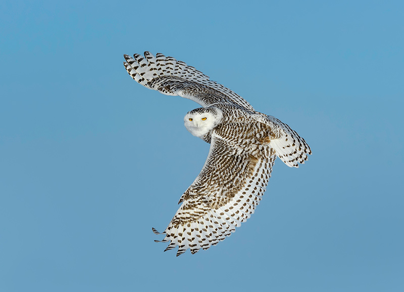 The Snowy Owl is a large, powerful owl of the high Arctic tundra, colored for camouflage during northern winters
